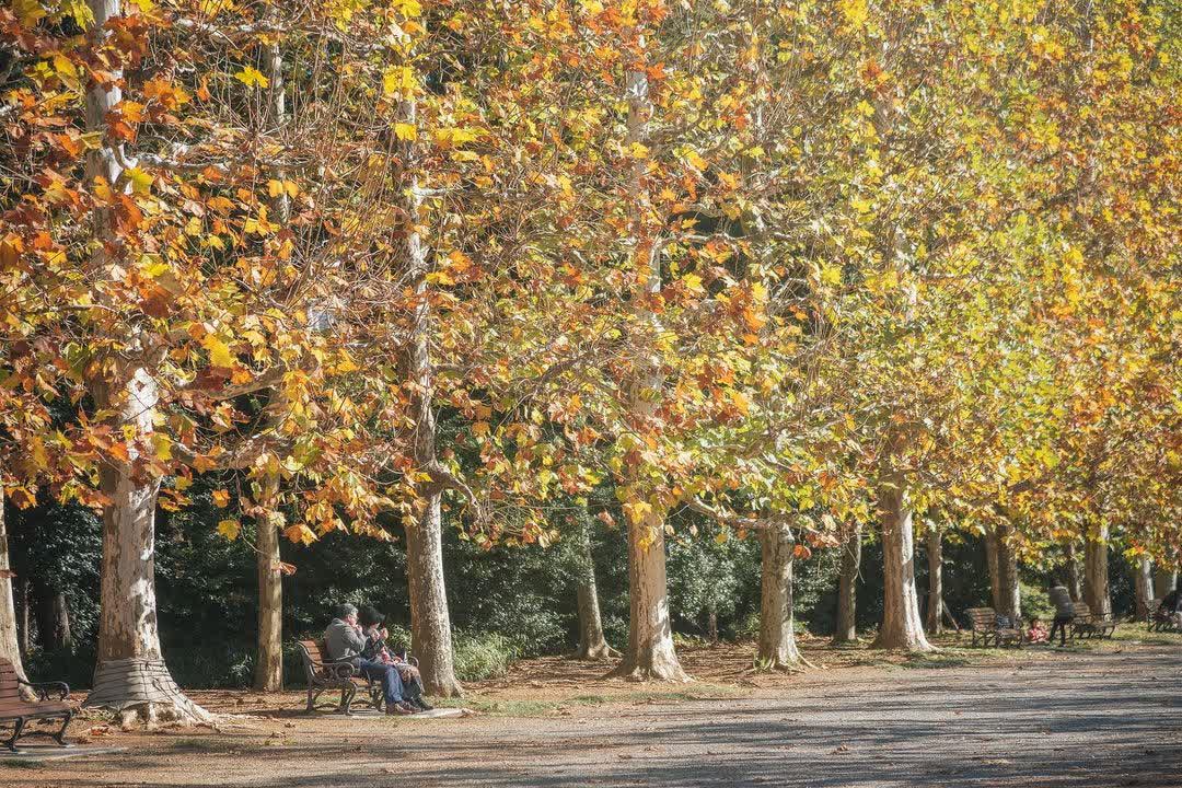 新宿御苑 | 去趣 chicTrip