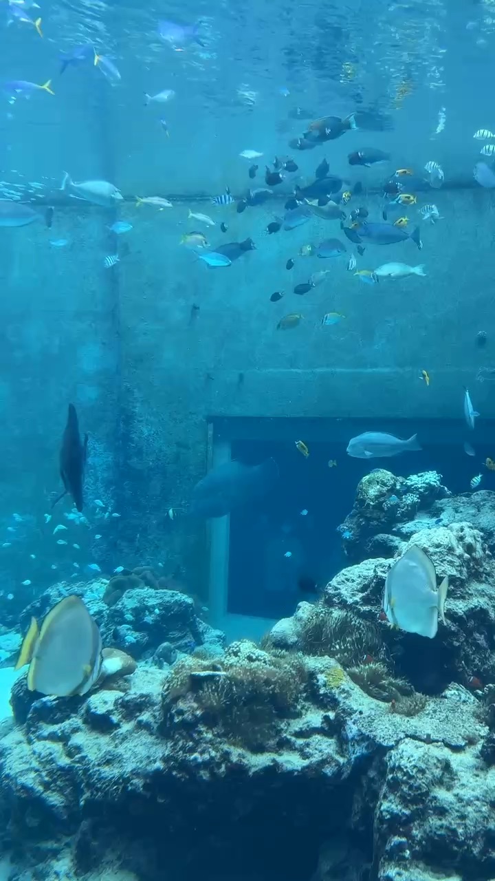 沖繩美麗海水族館 | 去趣 chicTrip