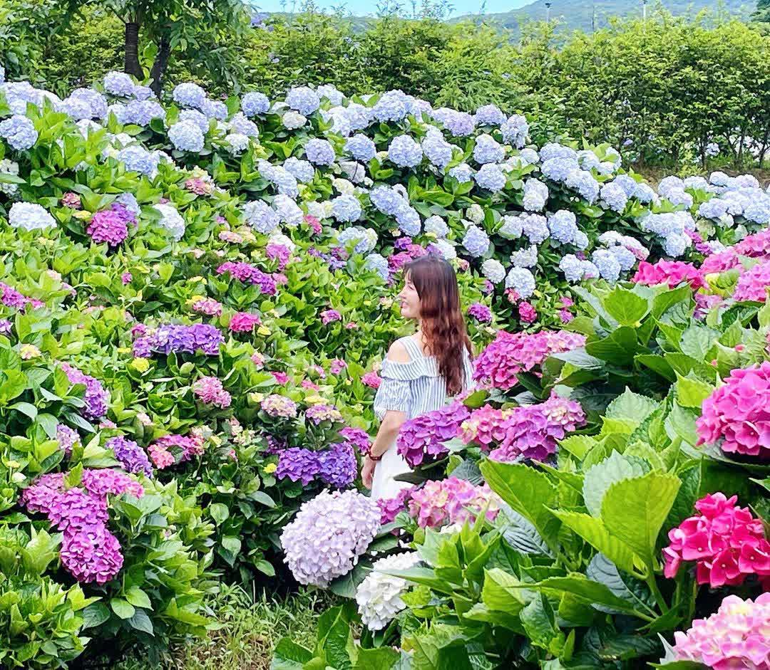 高家繡球花田-萬里第三園區2025年預計4月底開始至7月底 | 去趣 chicTrip