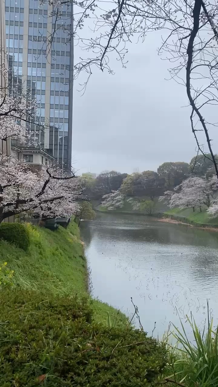 Chidorigafuchi Park | 去趣 chicTrip
