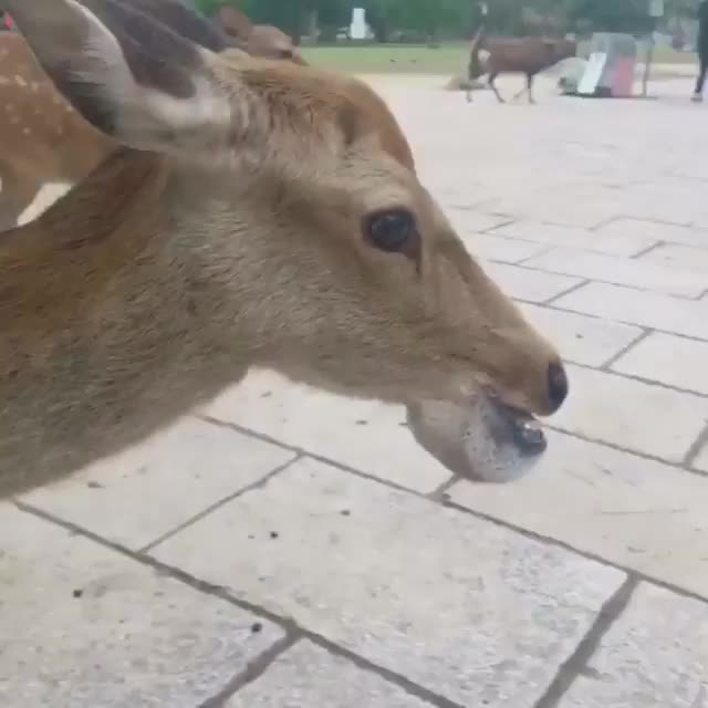 奈良公園 | 去趣 chicTrip