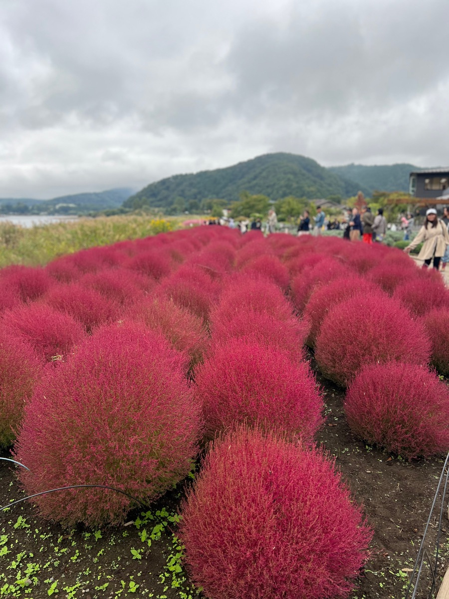 大石公園 | 去趣 chicTrip