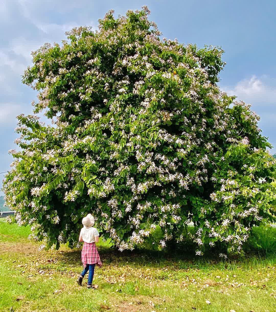 嘉義逐鹿部落藝術村