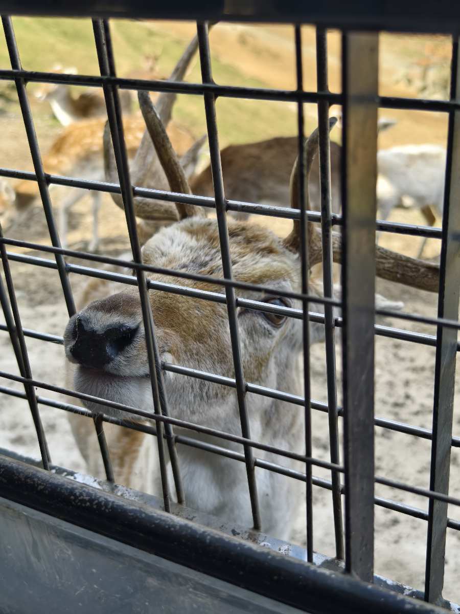 九州自然動物園 | 去趣 chicTrip