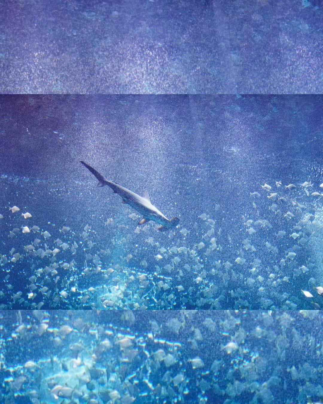 Xpark 水族館 | 去趣 chicTrip