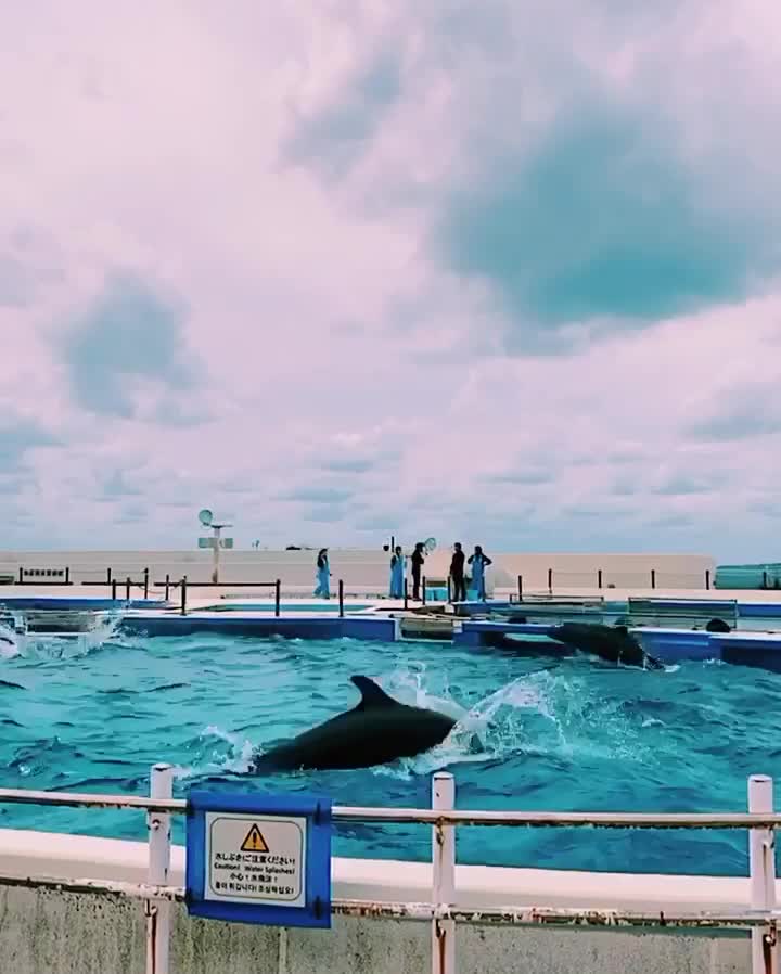 海洋博公園 | 去趣 chicTrip