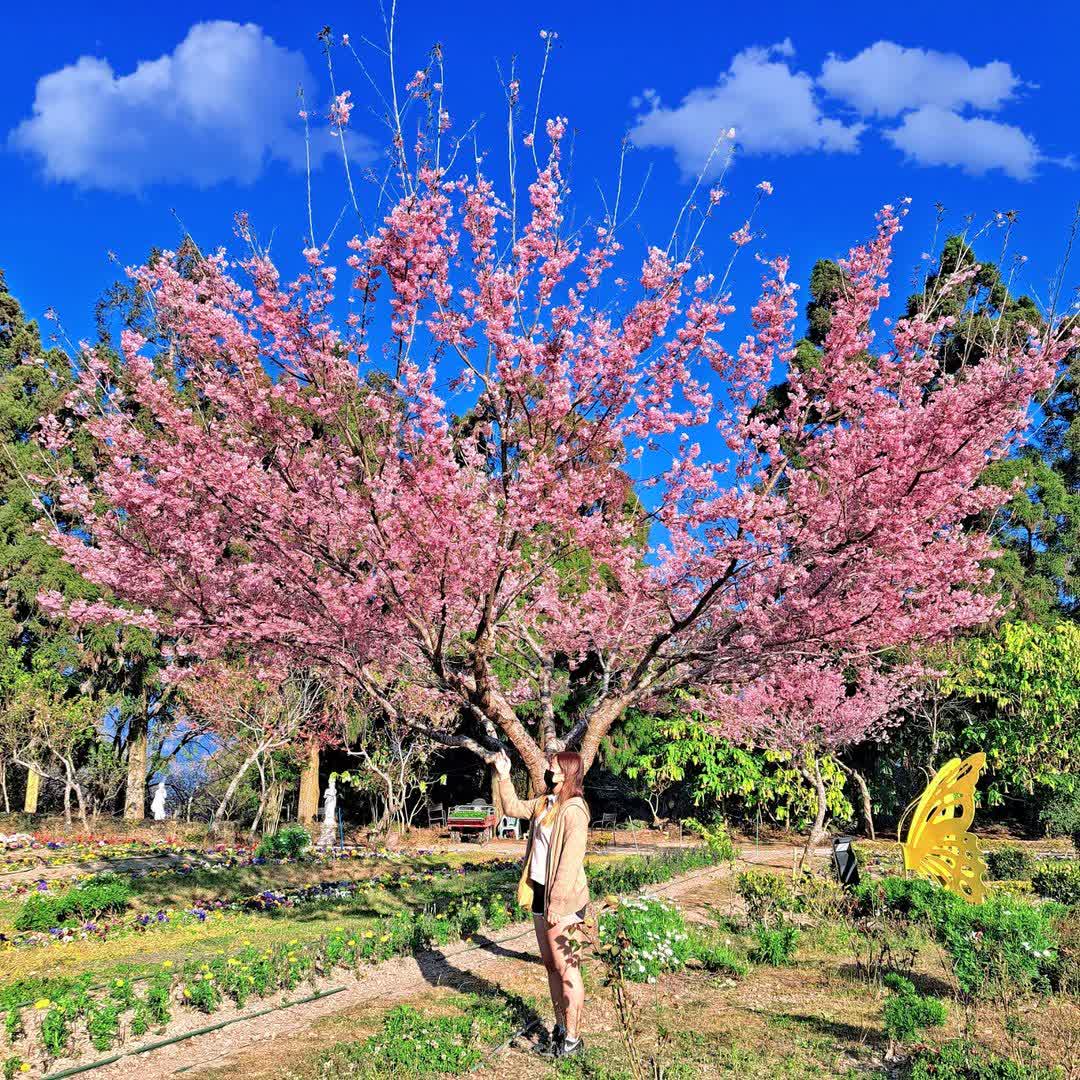 清境農場小瑞士花園 | 去趣 chicTrip