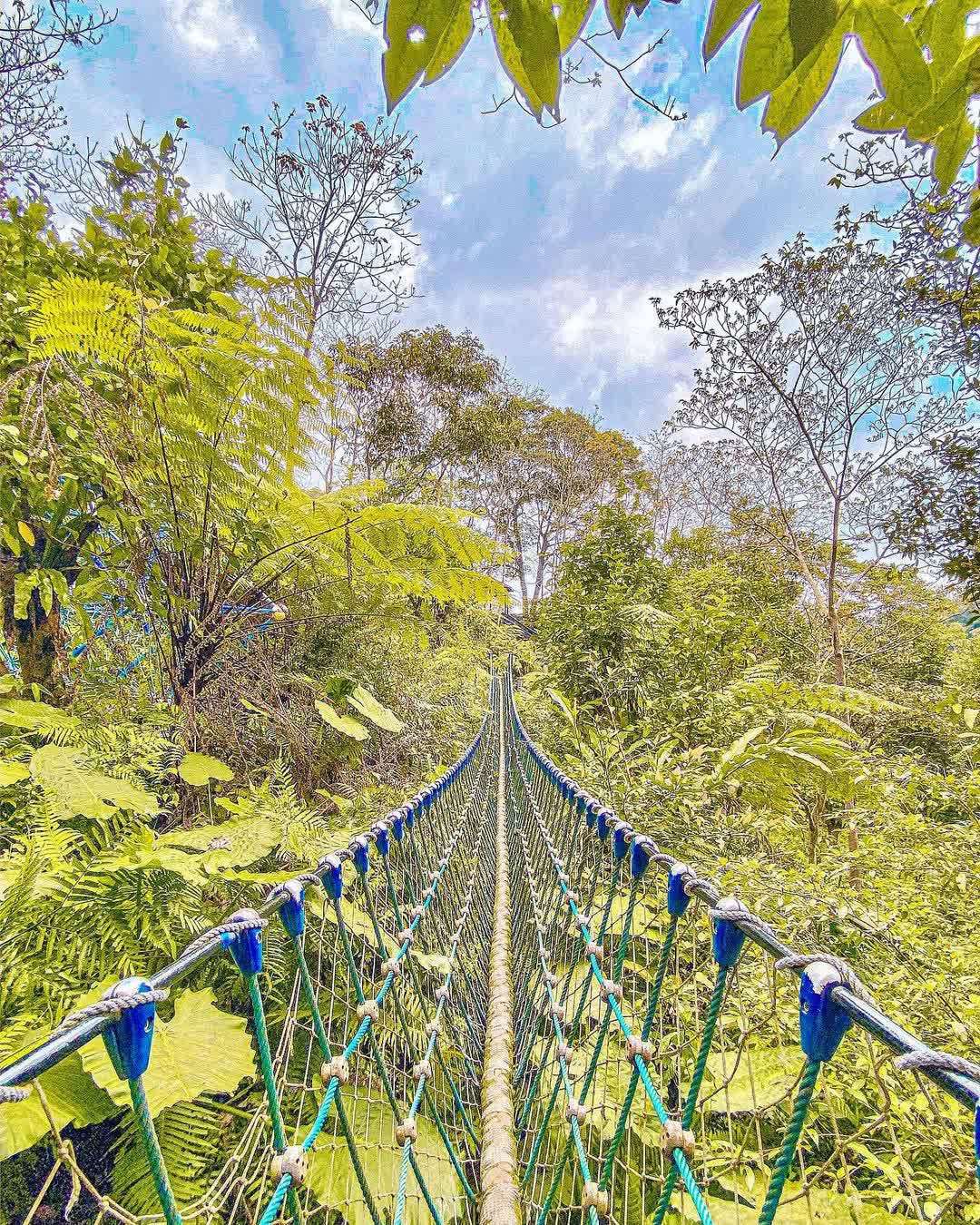 土城桐花公園 | 去趣 chicTrip