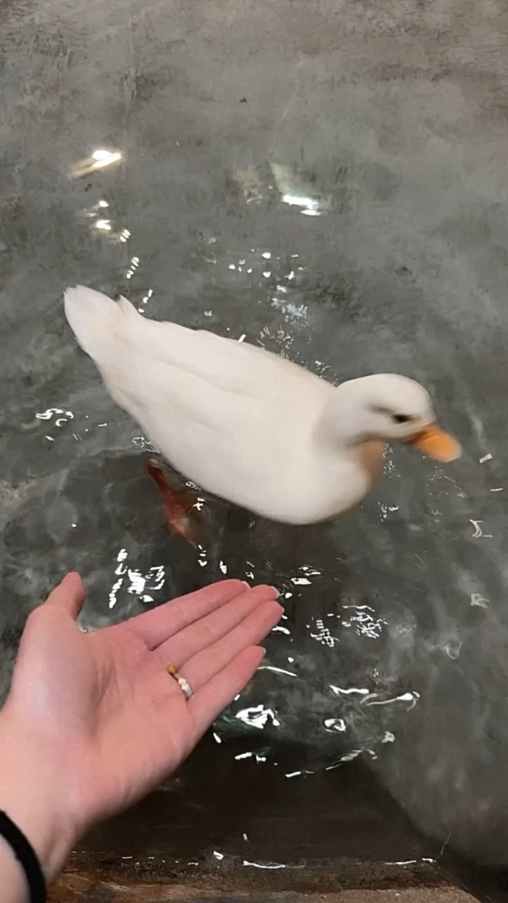 Zoolung Zoolung | 去趣 chicTrip