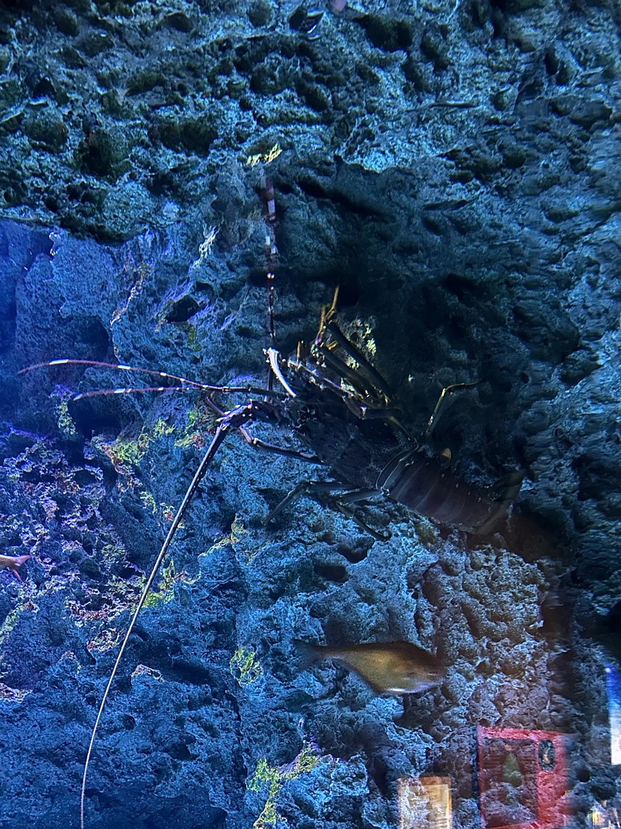 海洋世界海之中道 | 去趣 chicTrip