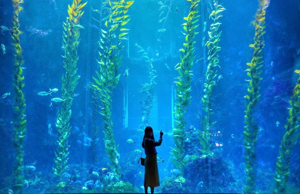國立海洋生物博物館 | 去趣 chicTrip