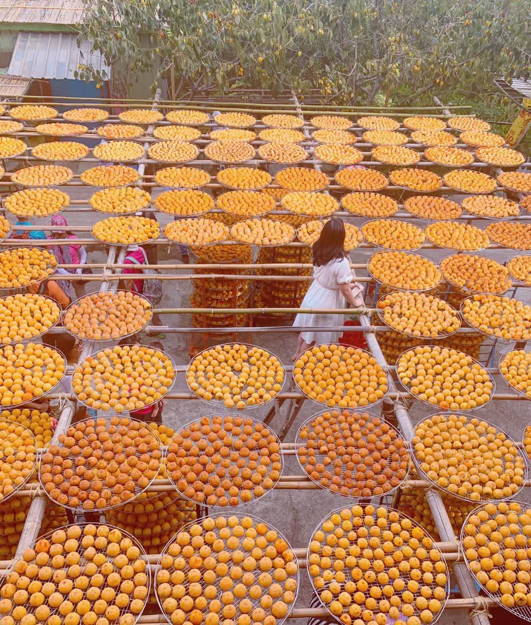 味衛佳柿餅教育農園 | 去趣 chicTrip