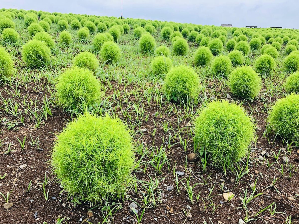 國營常陸海濱公園 | 去趣 chicTrip