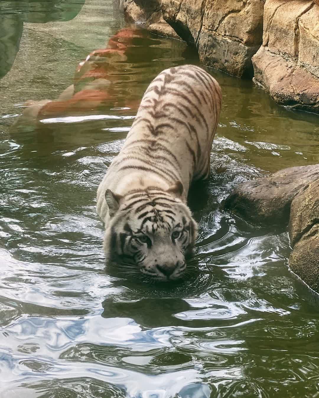 六福村主題遊樂園 | 去趣 chicTrip
