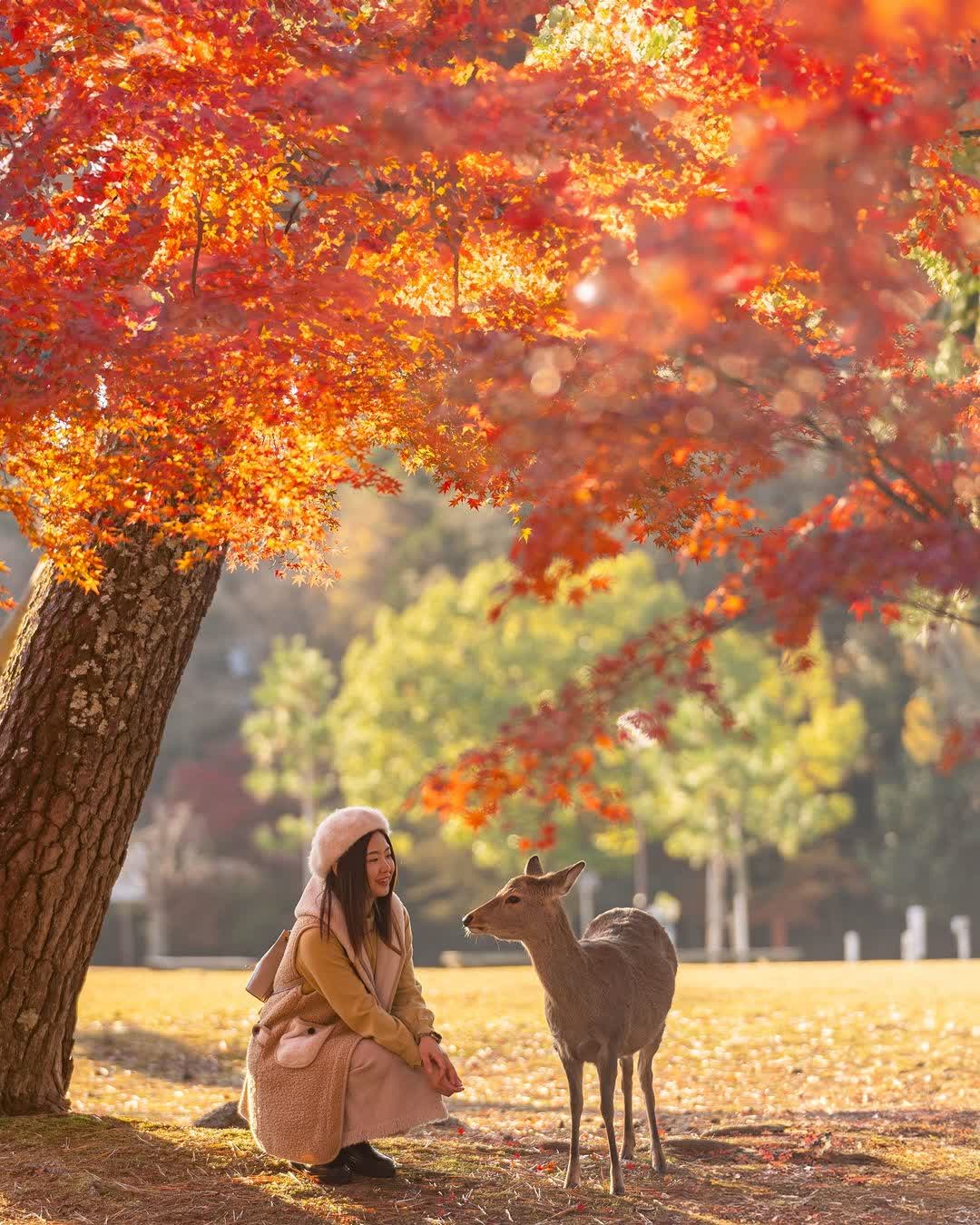 奈良公園 | 去趣 chicTrip