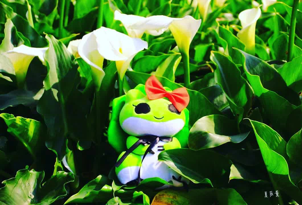 竹子湖 | 去趣 chicTrip