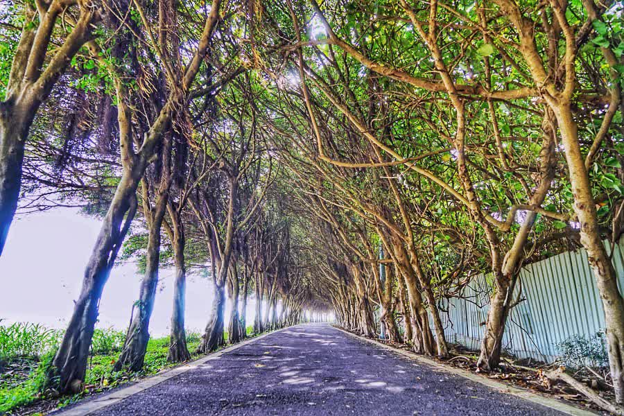 香山濕地賞蟹步道 | 去趣 chicTrip