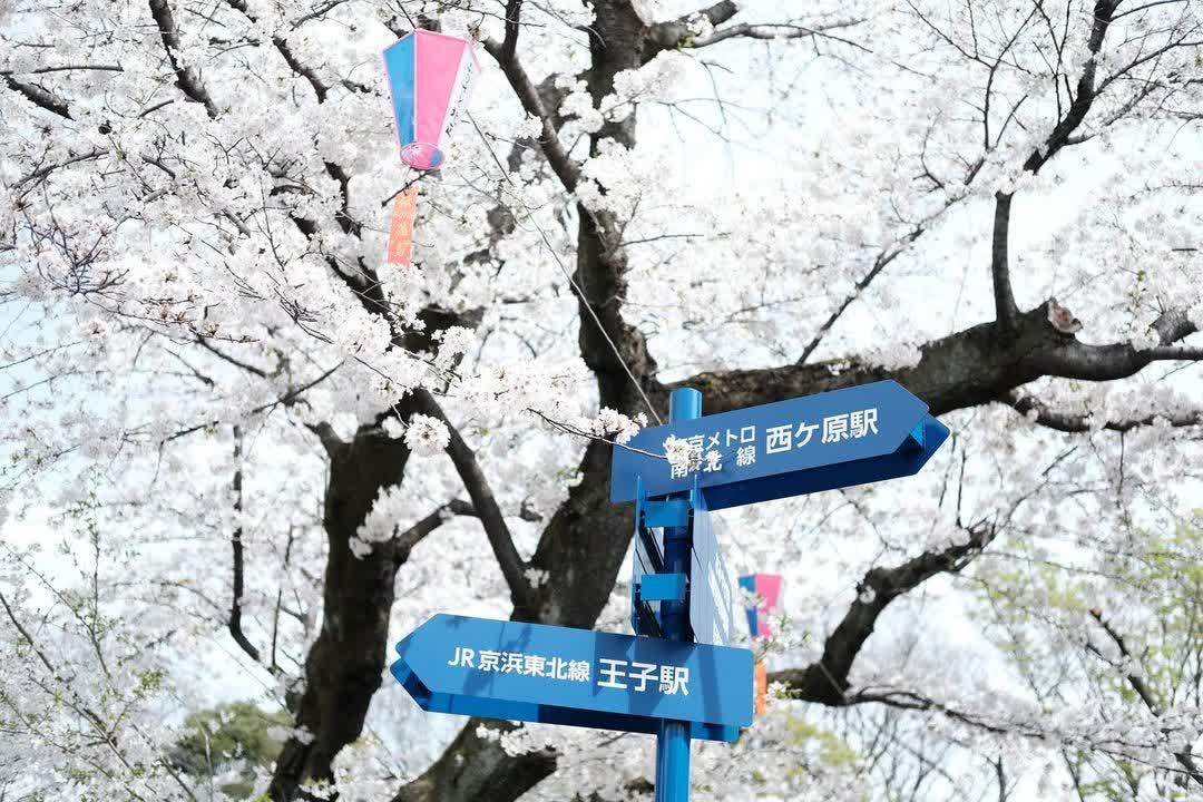 飛鳥山公園 | 去趣 chicTrip