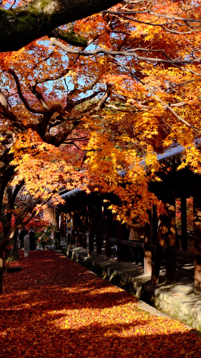 東福寺 | 去趣 chicTrip
