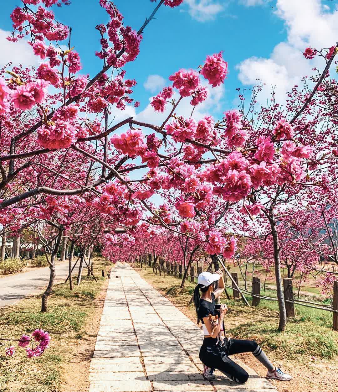 中科崴立櫻花公園