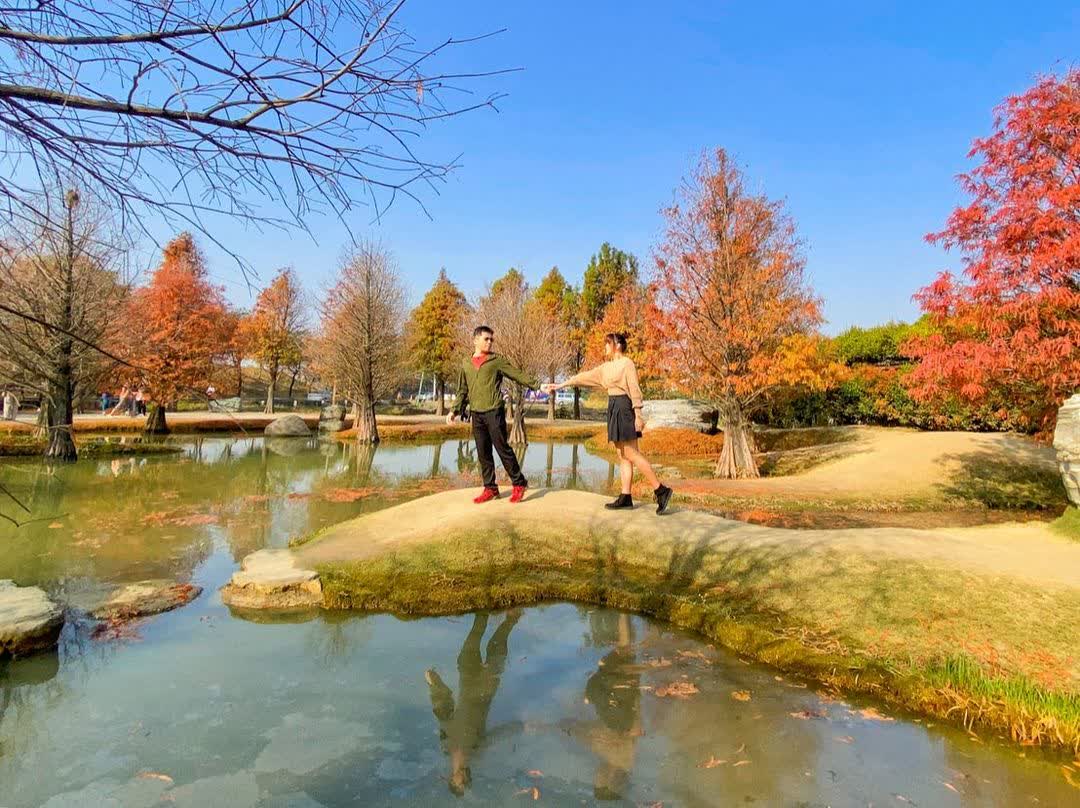 青埔落羽松秘境 | 去趣 chicTrip