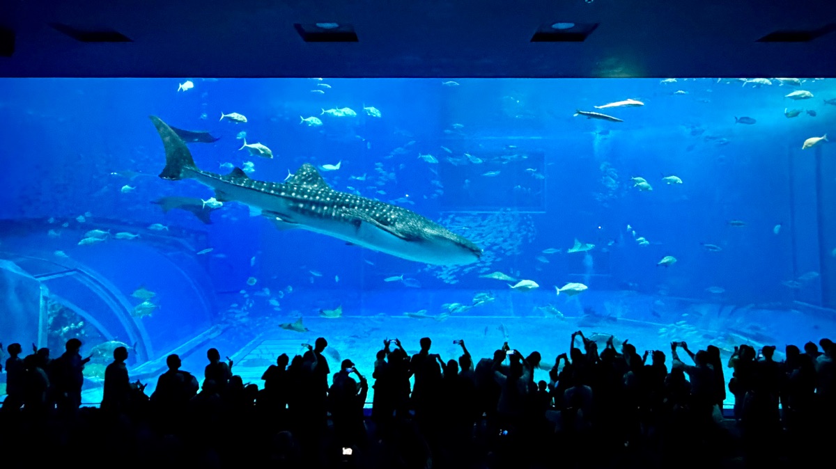 沖繩美麗海水族館 | 去趣 chicTrip