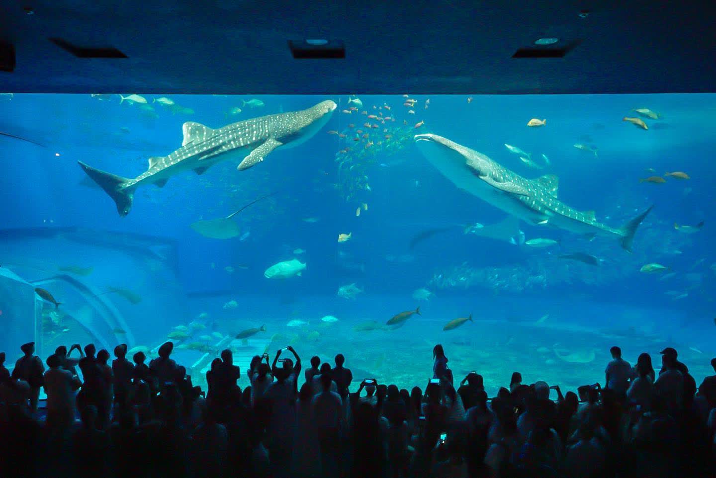 沖繩美麗海水族館 | 去趣 chicTrip