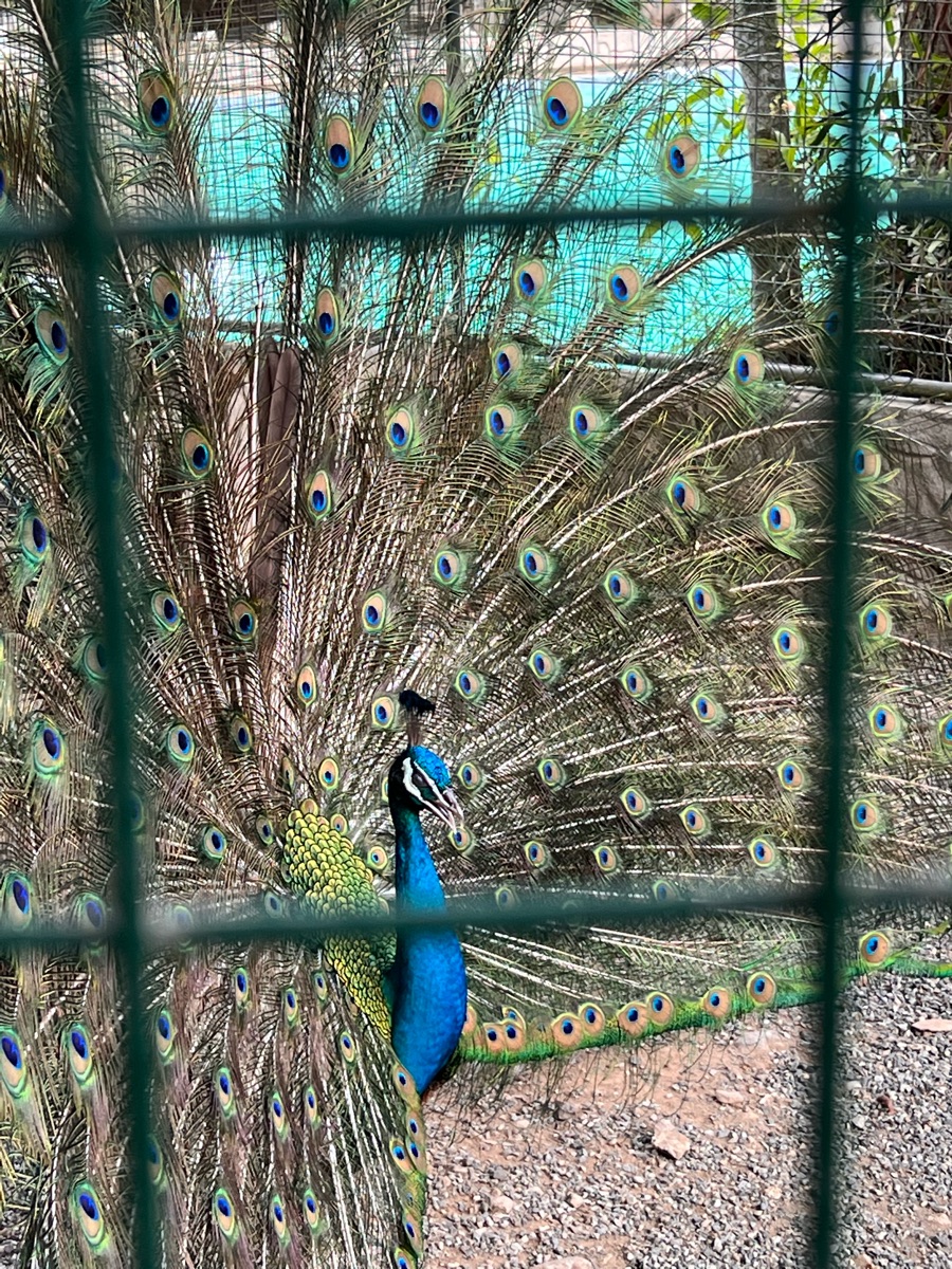 PUGAD Pugo Adventure | 去趣 chicTrip