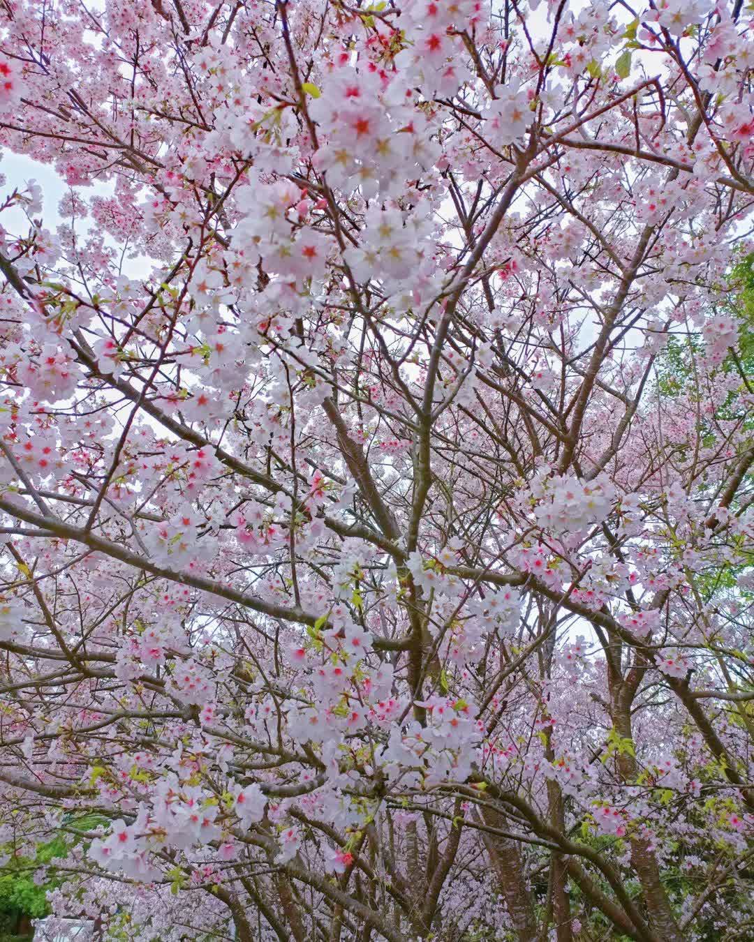 陽明山國家公園 | 去趣 chicTrip