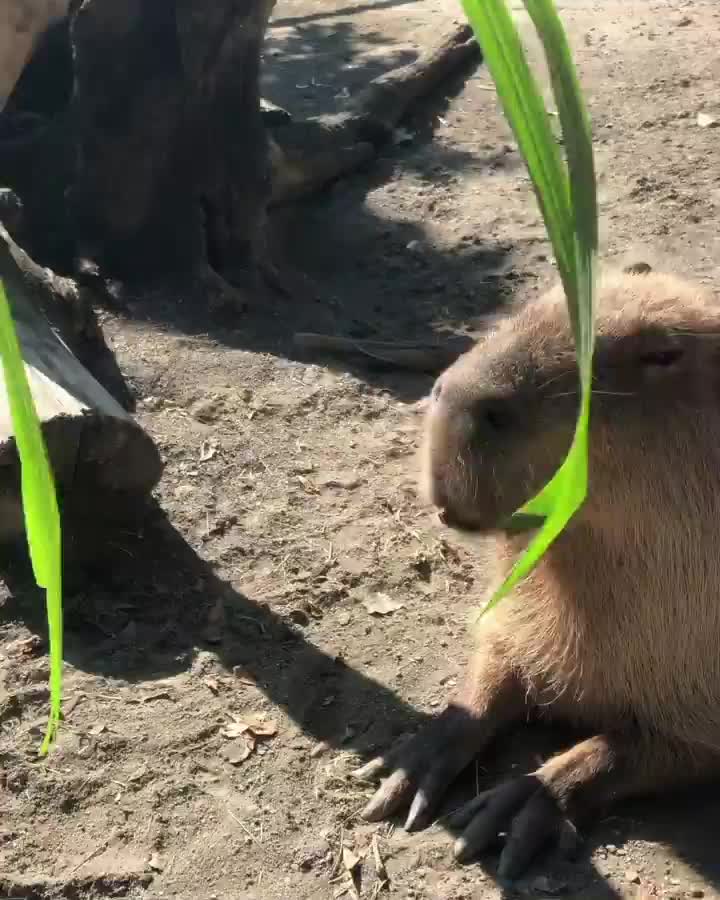 頑皮世界野生動物園 | 去趣 chicTrip