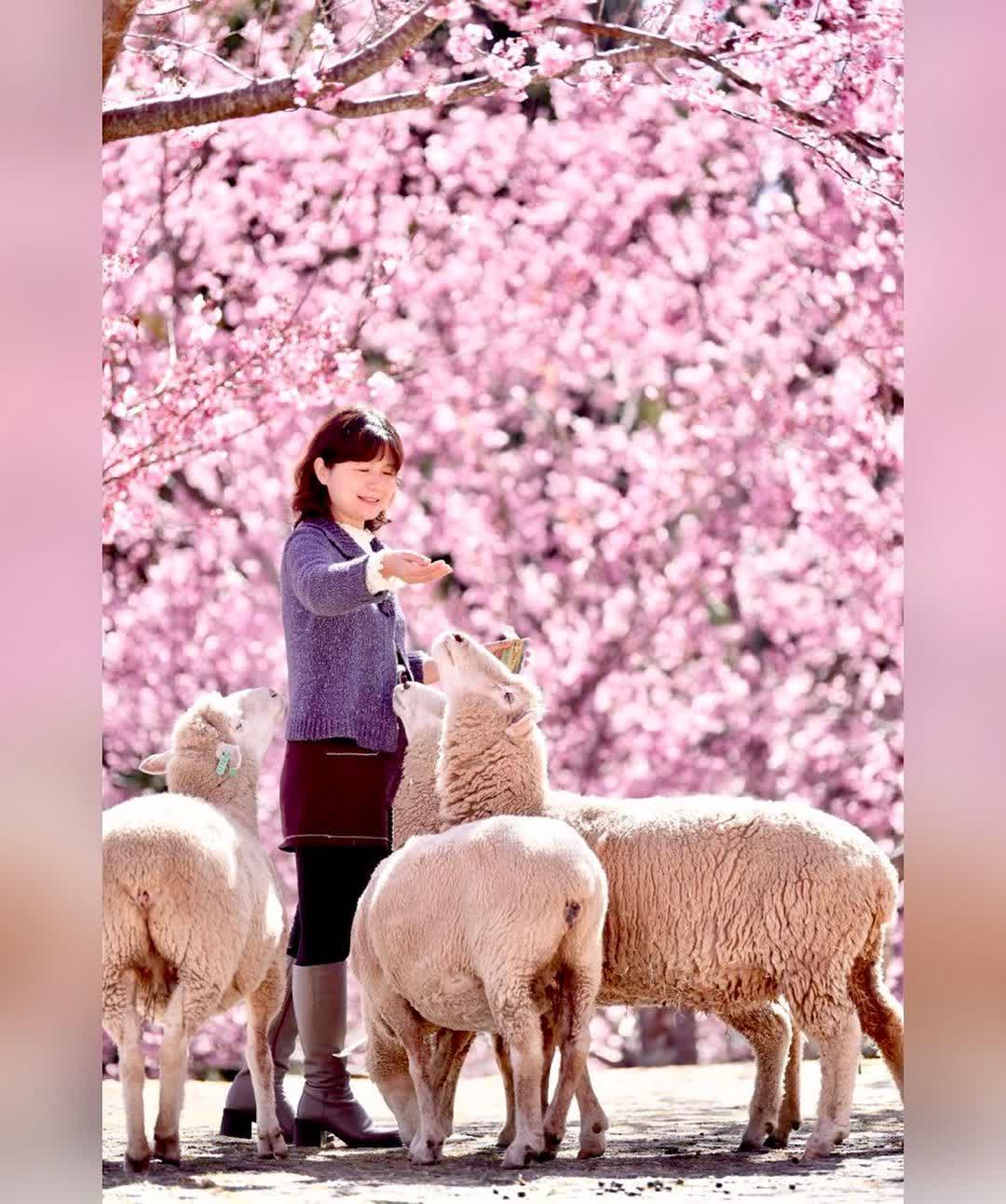 清境農場青青草原 | 去趣 chicTrip