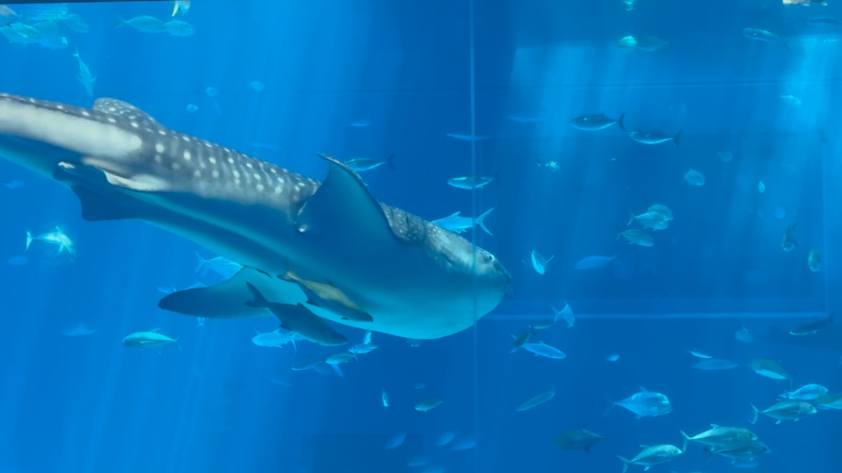沖繩美麗海水族館 | 去趣 chicTrip