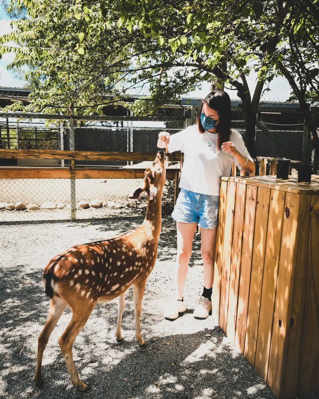 鹿境梅花鹿生態園區丨門票消費最高折抵140丨梅花鹿、水豚互動餵食丨室內親子DIY區丨親子遊戲區丨甜鹹輕食霜淇淋供應丨超可愛獨家紀念品丨奶茶、咖啡好喝 | 去趣 chicTrip