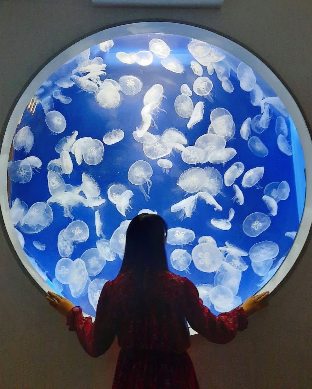 Xpark 水族館 | 去趣 chicTrip