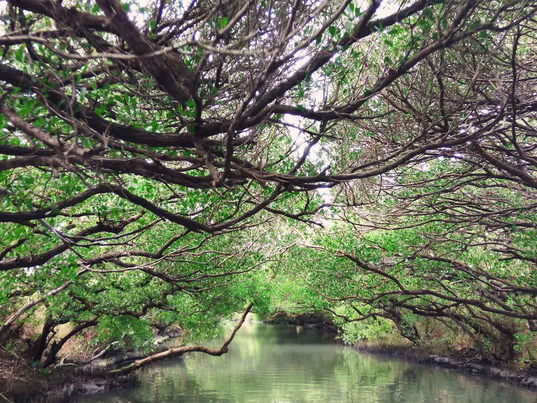 四草綠色隧道 | 去趣 chicTrip