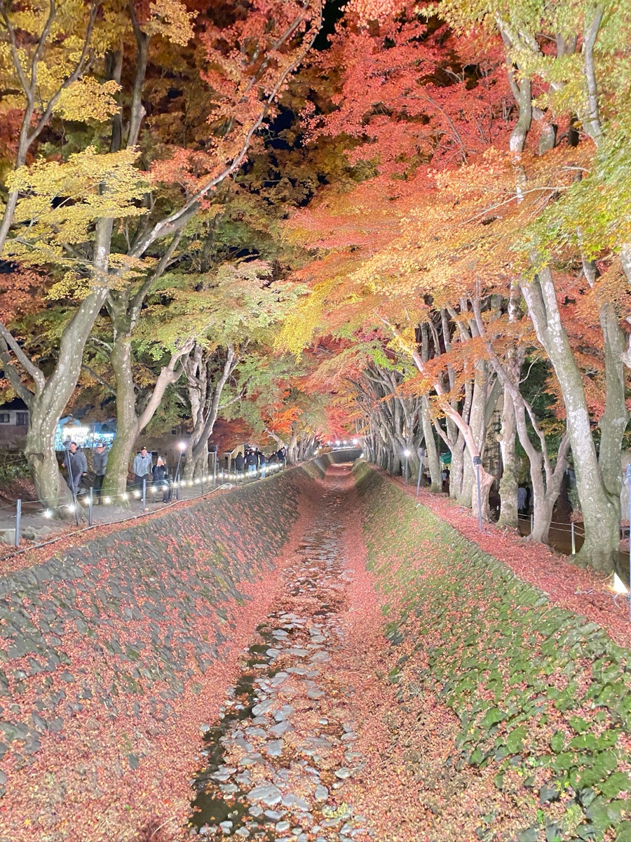 河口湖楓葉迴廊 | 去趣 chicTrip