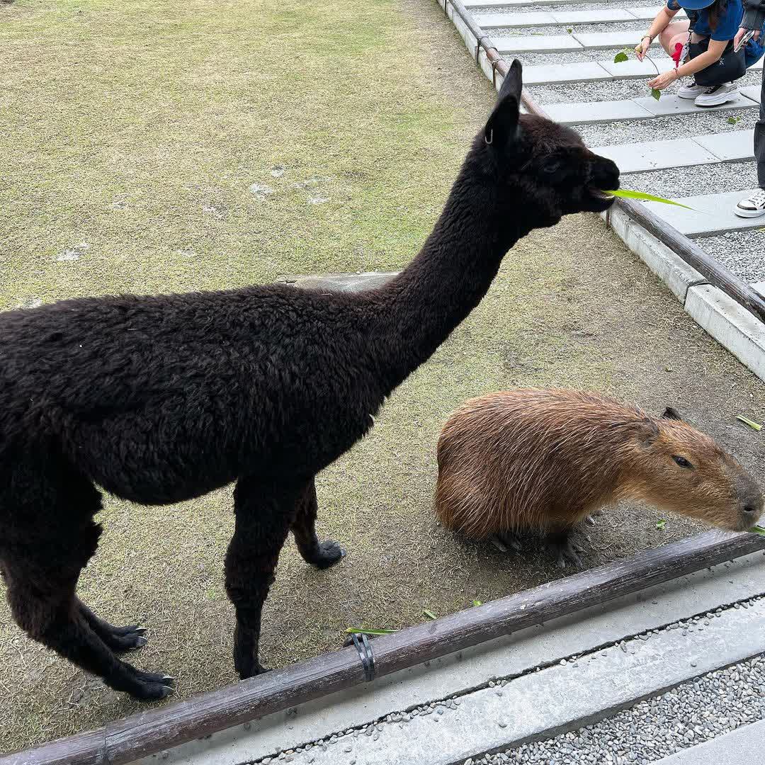張美阿嬤農場（月森甯手作工坊） | 去趣 chicTrip