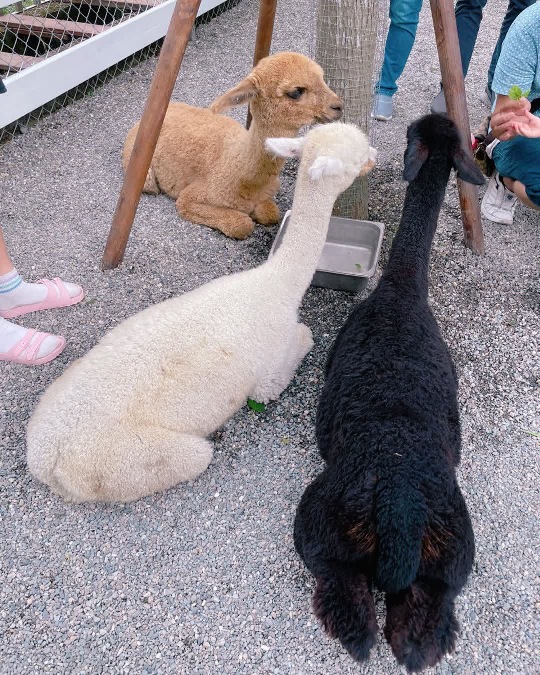 張美阿嬤農場（月森甯手作工坊） | 去趣 chicTrip