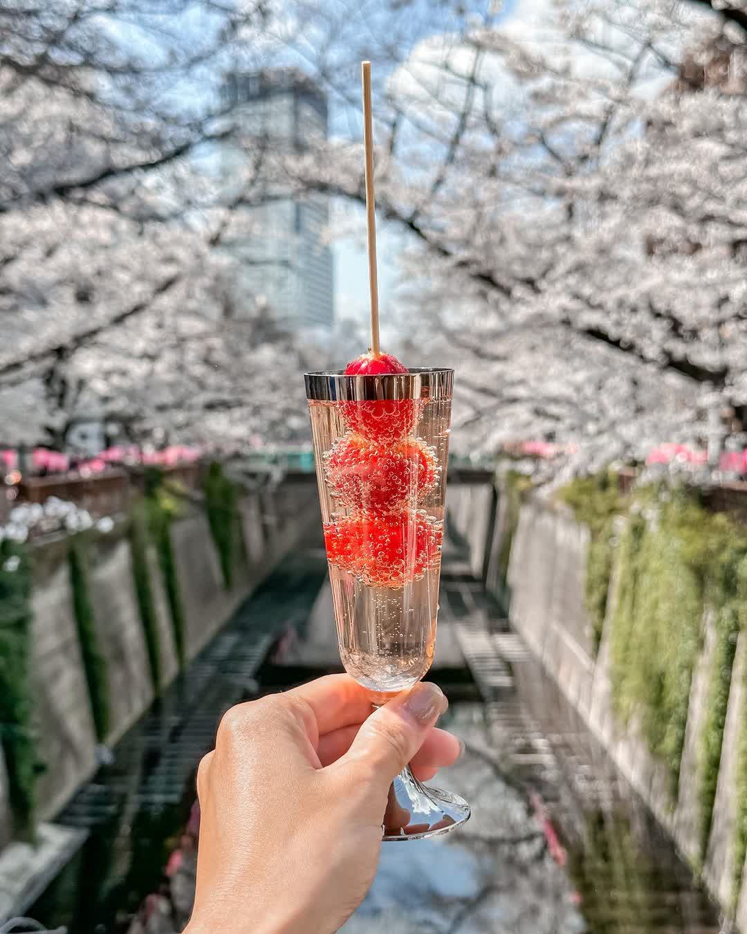 Sakura Bridge | 去趣 chicTrip