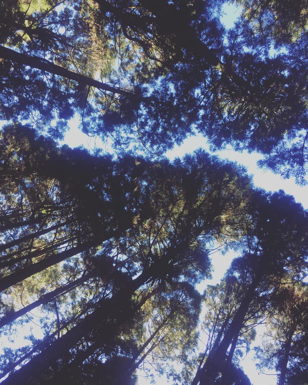 溪頭自然教育園區 | 去趣 chicTrip