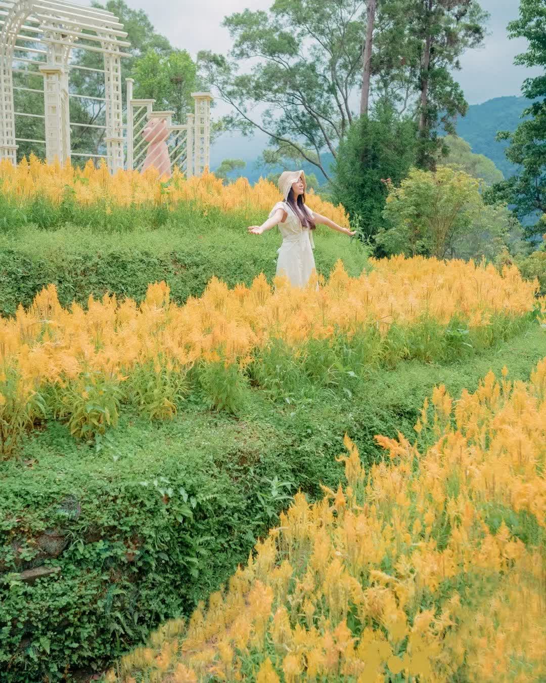 薰衣草森林新竹尖石店 | 去趣 chicTrip