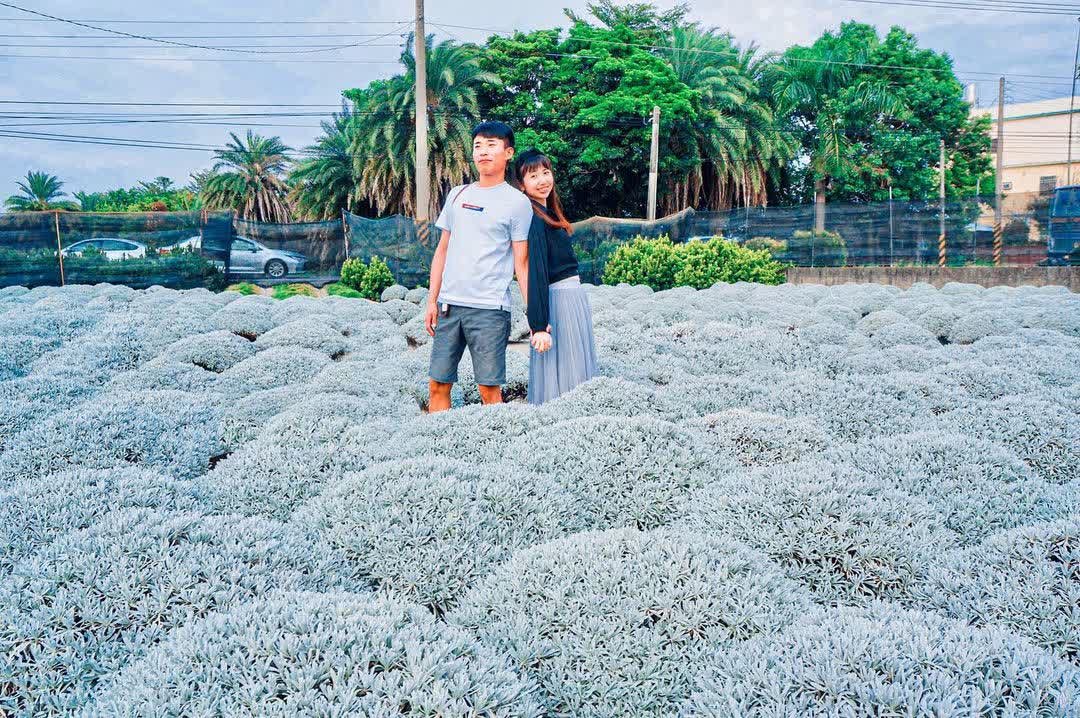 彰化田尾波波草 | 去趣 chicTrip