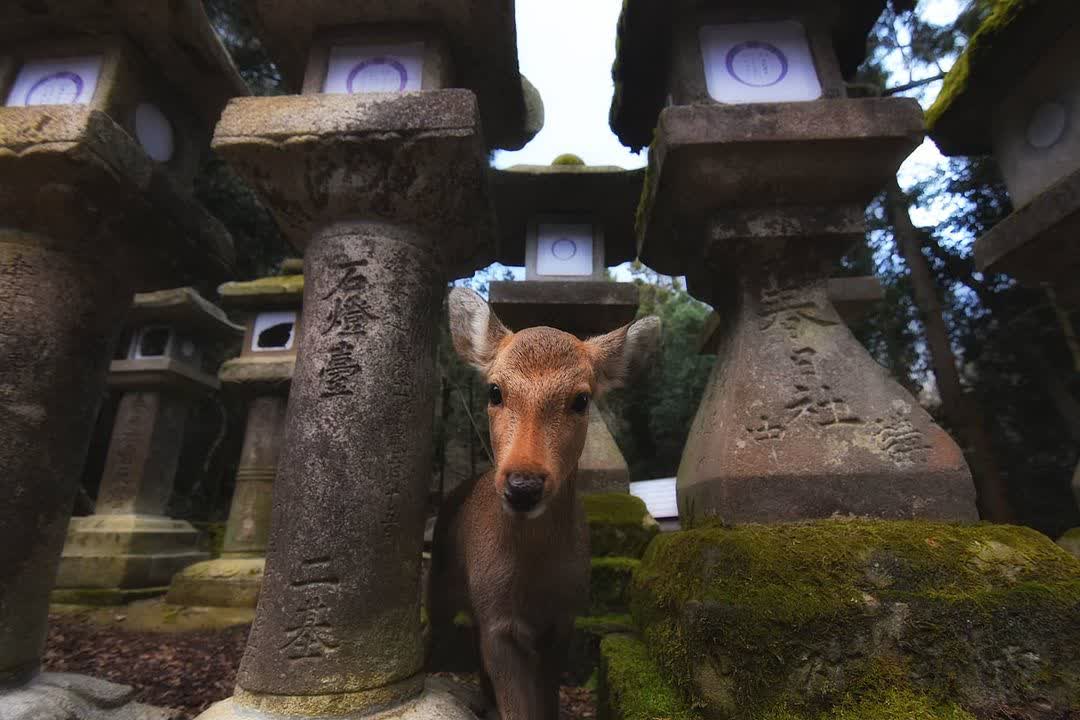 春日大社 | 去趣 chicTrip