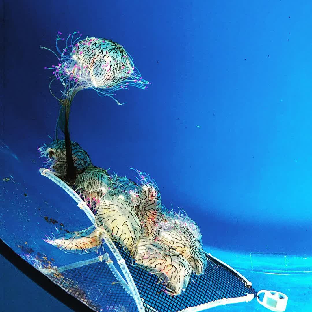 Xpark 水族館 | 去趣 chicTrip