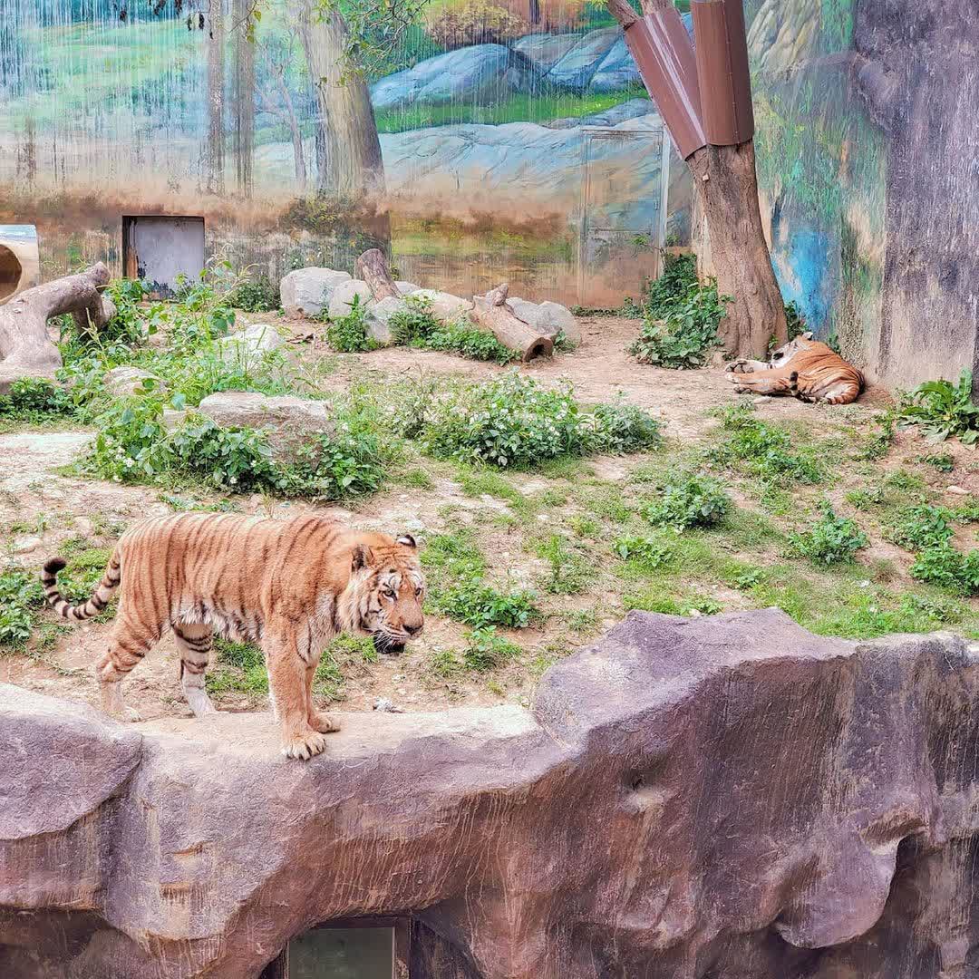 新竹市立動物園 | 去趣 chicTrip