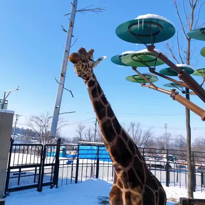 旭山動物園 | 去趣 chicTrip