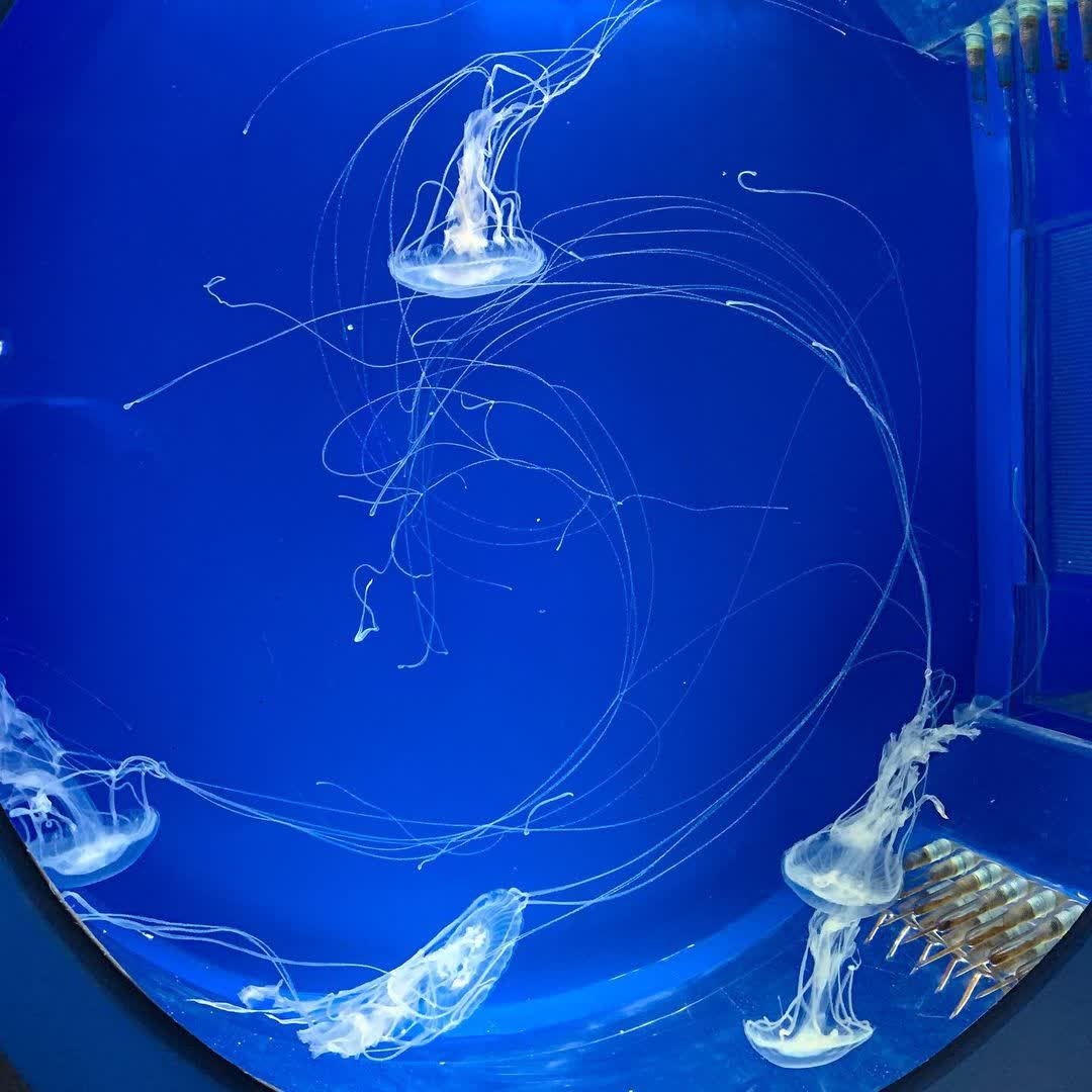 Xpark 水族館 | 去趣 chicTrip