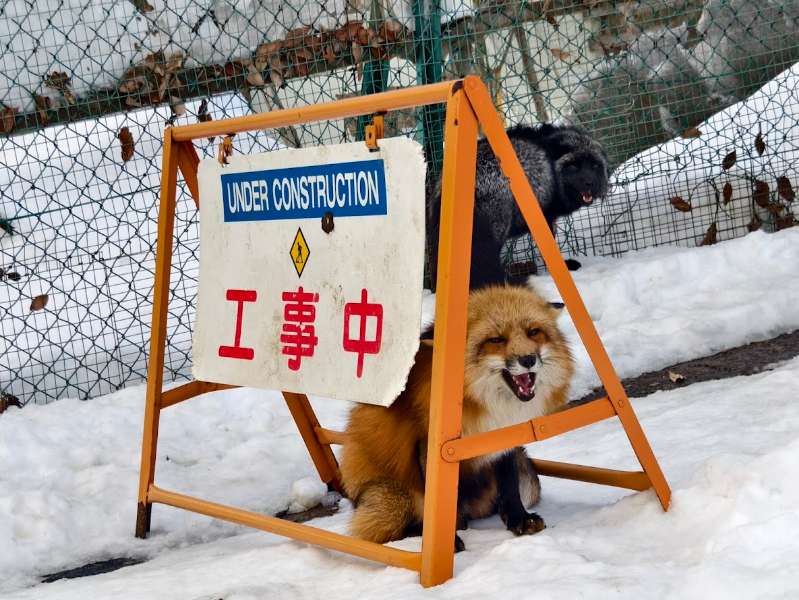 宮城藏王狐狸村 | 去趣 chicTrip