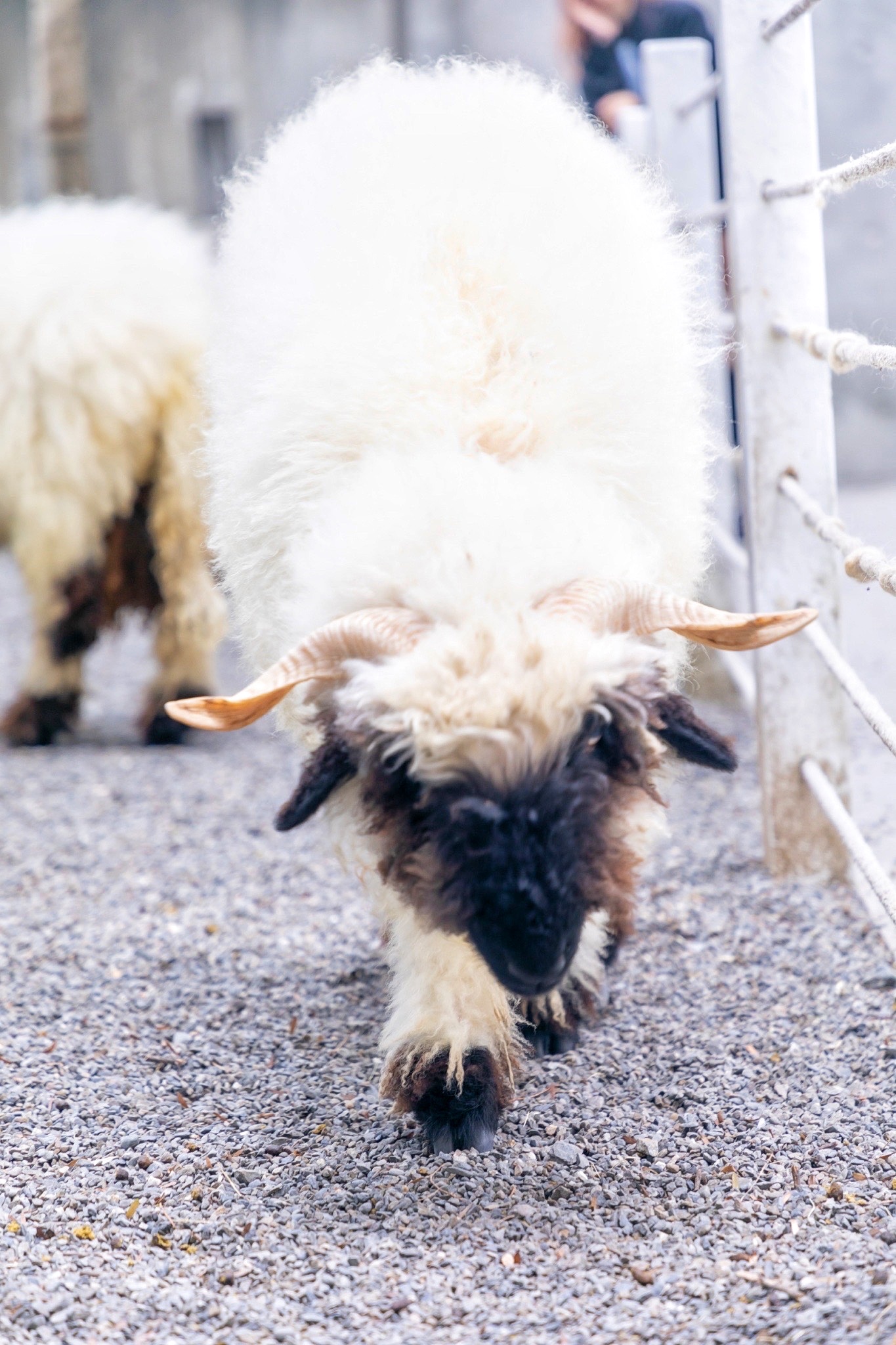 回巢農場 | 去趣 chicTrip