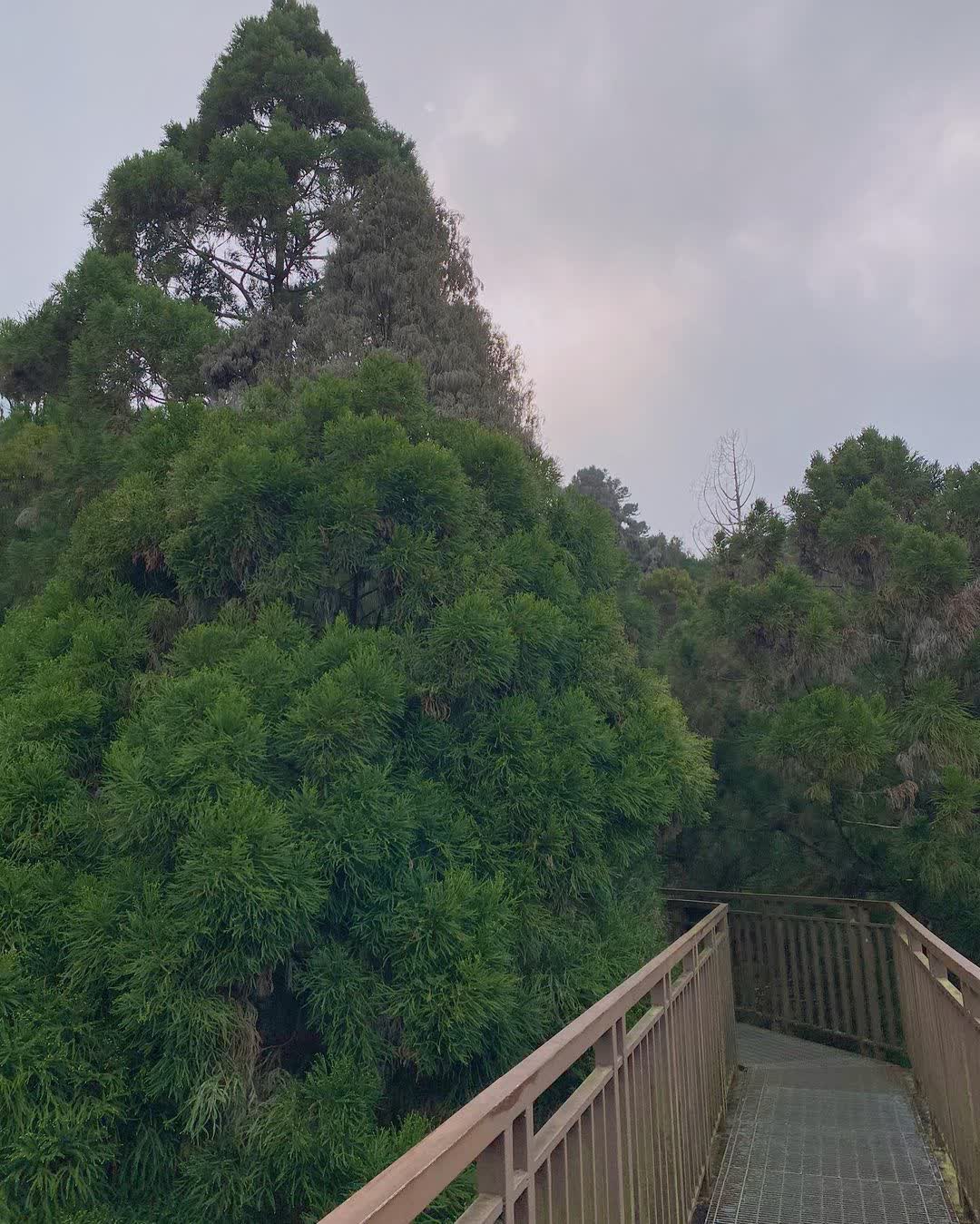 溪頭自然教育園區 | 去趣 chicTrip